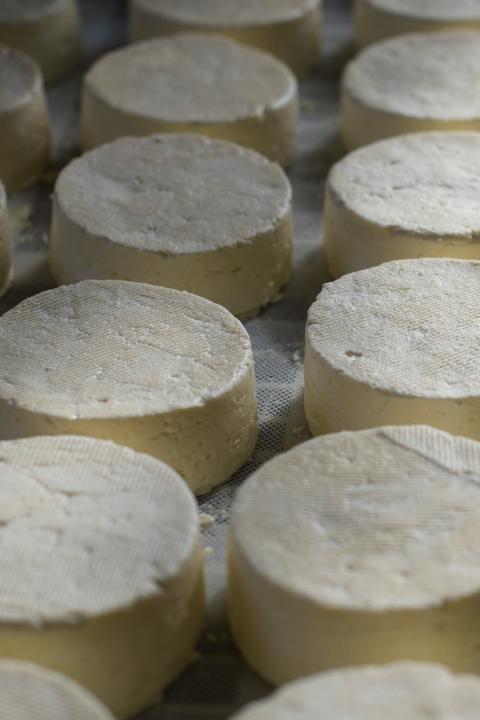 plant-based cheese